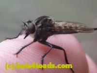 /home//u458753944/public_html/sourcegallery////////////////Insects and small critters/flies (Diptera)/P1080180.JPG